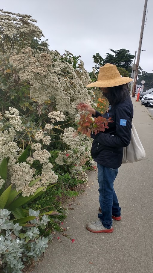 California Buckwheat seeds (Eriogonum fasciculatum) Mojave FREE SHIPPING