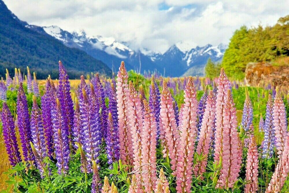 51+LUPINE RUSSELL MIX Seeds Native Wildflower Pollinators Cut Flowers Perennial