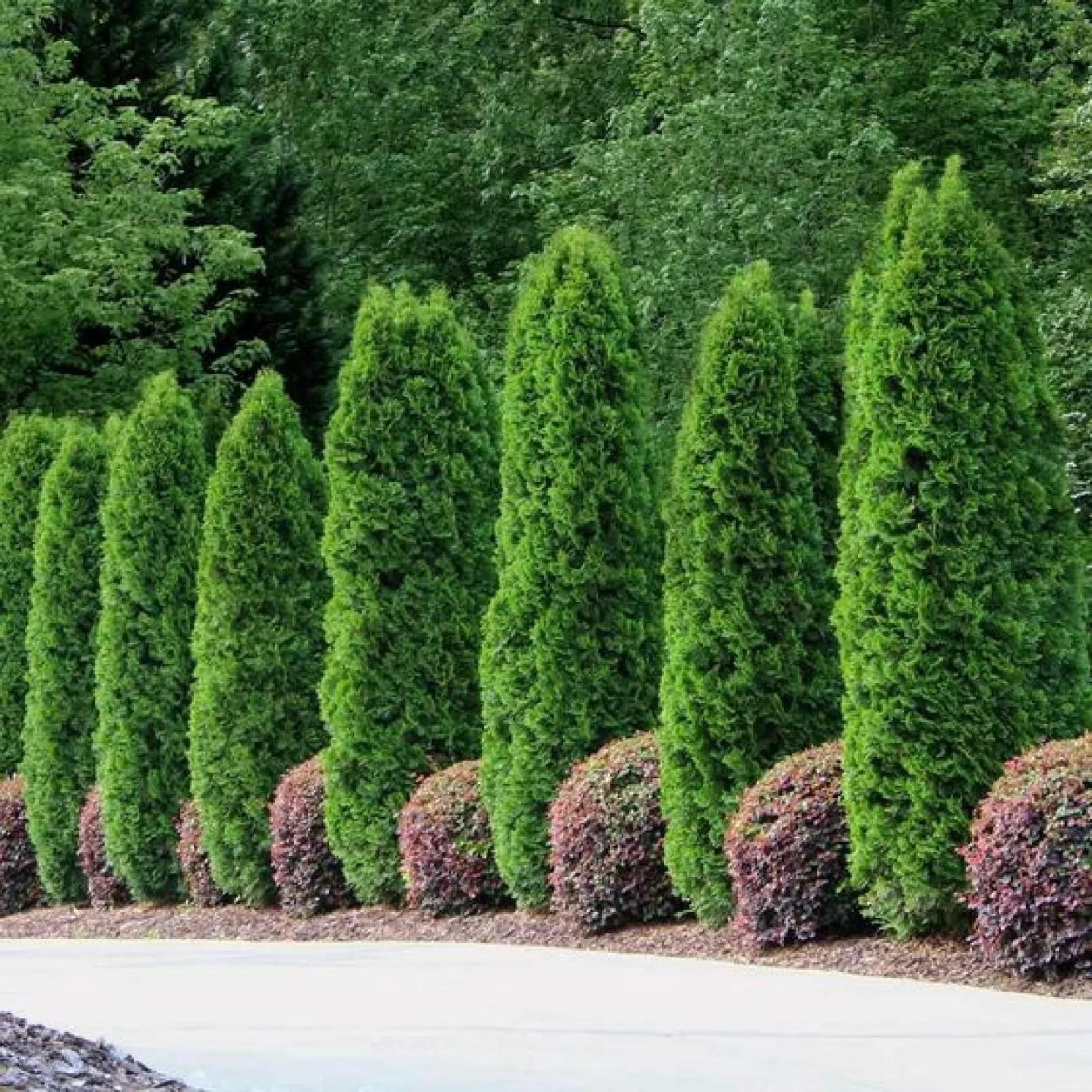 White Cedar {Thuja occidentalis} 50 SEEDS USA POST