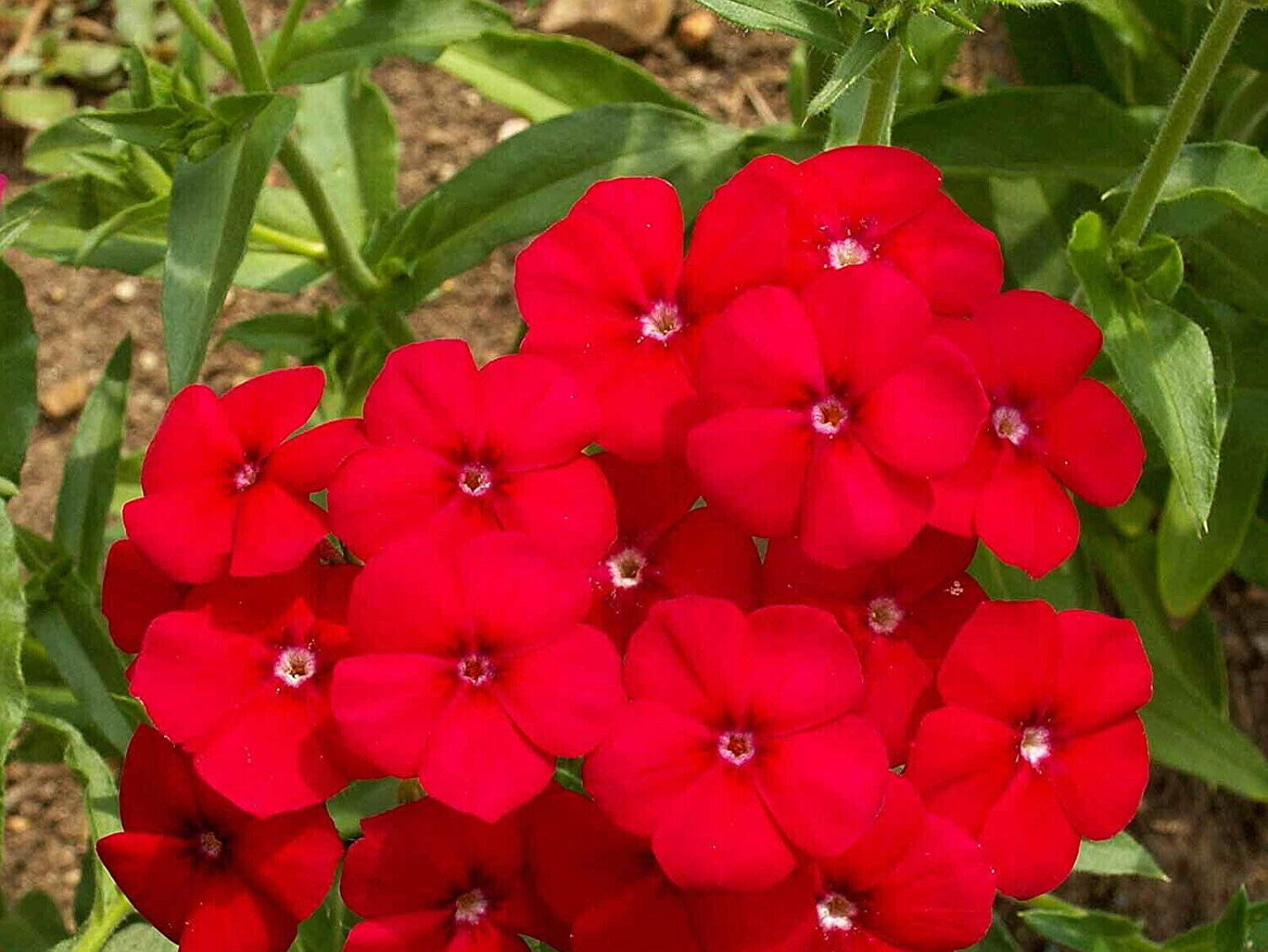 Red Drummond Phlox Flower Seeds, FREE SHIPPING