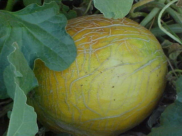 WORLD KNOWN 12 SEEDS “PECOS” CANTALOUPE MELON, SAID TO BE SWEETEST CANTALOUPE