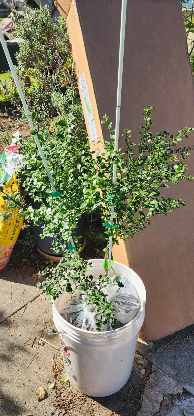 California only!! Australian Finger Lime Tree, 25-36 inches grafted plant.