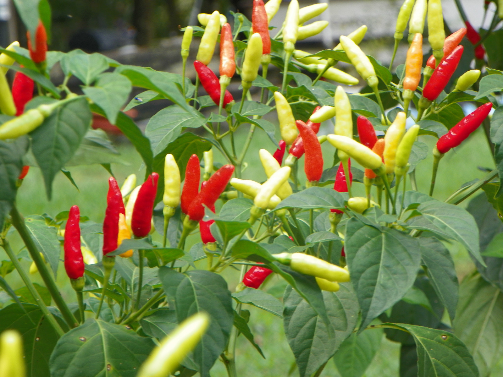 HOT! Florida Grove Pepper Seeds From 100% Organic Plants SUPER HOT!