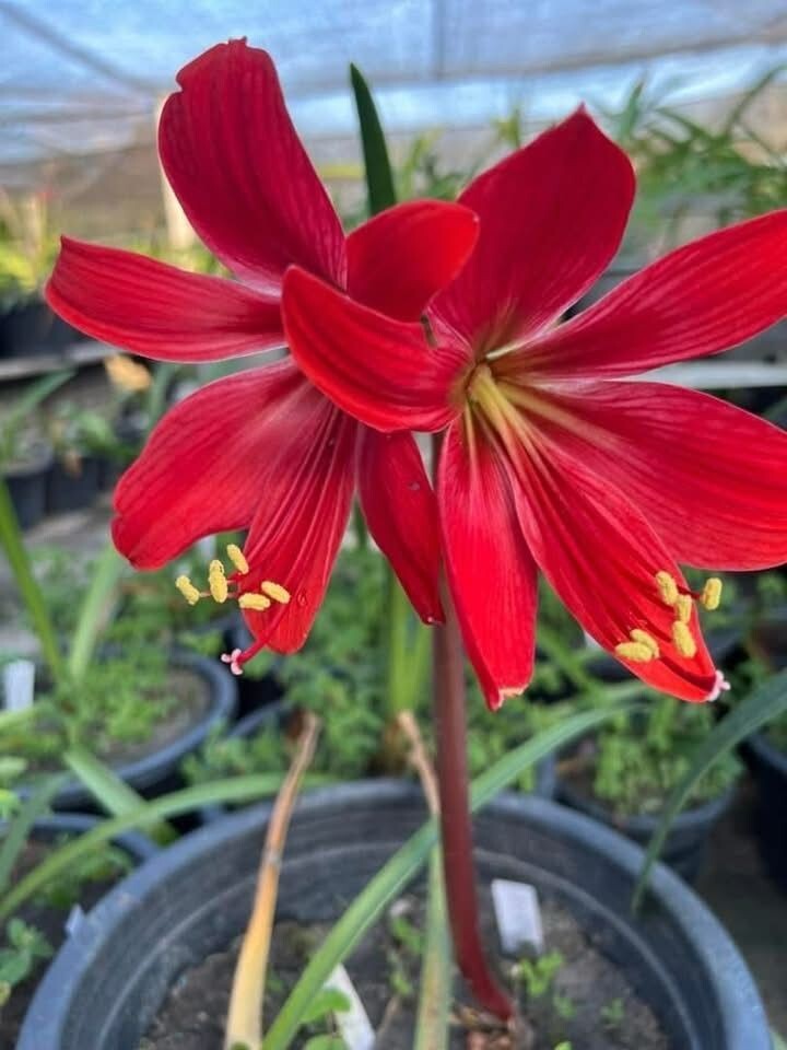 2 RARE Amaryllis Cross HIPPEASTRELIA Durga Pradhan bulb