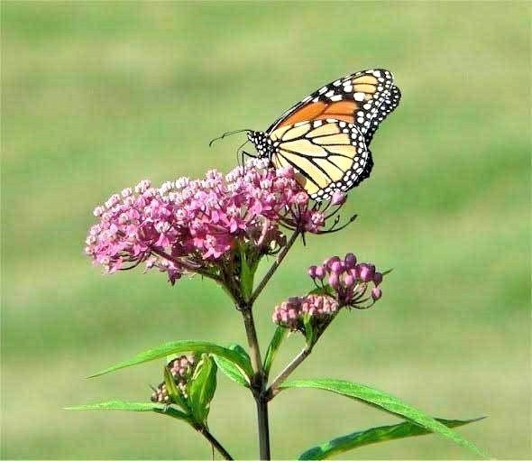 51+SWAMP ROSE MILKWEED Seeds Native Wildflower Patio Container Flower Garden