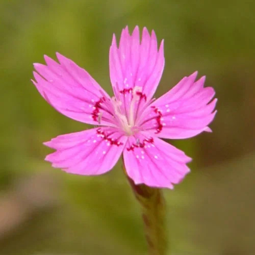 Dianthus Deltoides Maiden Pinks “True Wild Form 20+ Flower Seeds