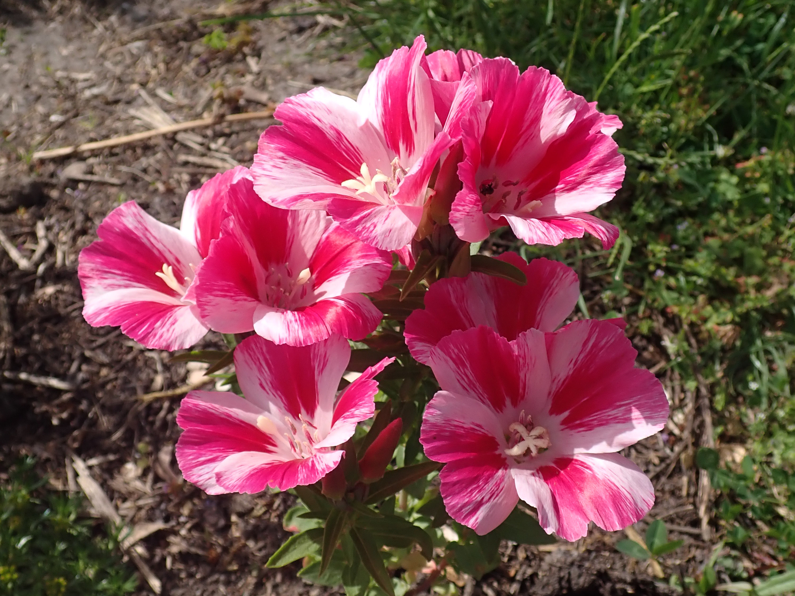 3,000 CLARKIA AMOENA Seeds (Dwarf Farewell to Spring) | Free shipping