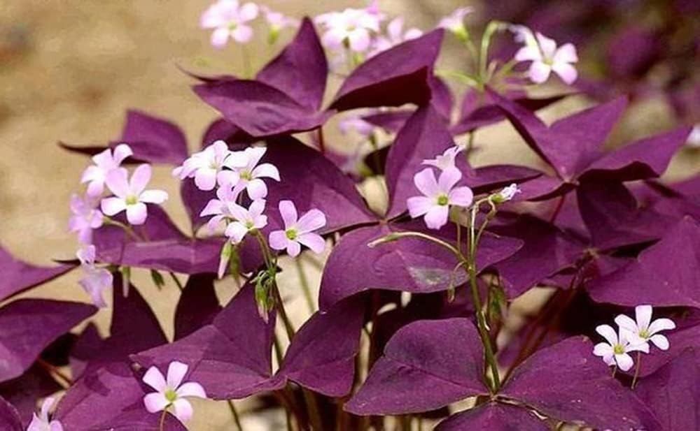 12PCS Purple Shamrock Bulbs Oxalis Triangularis Indoor Outdoor Planting Seeds