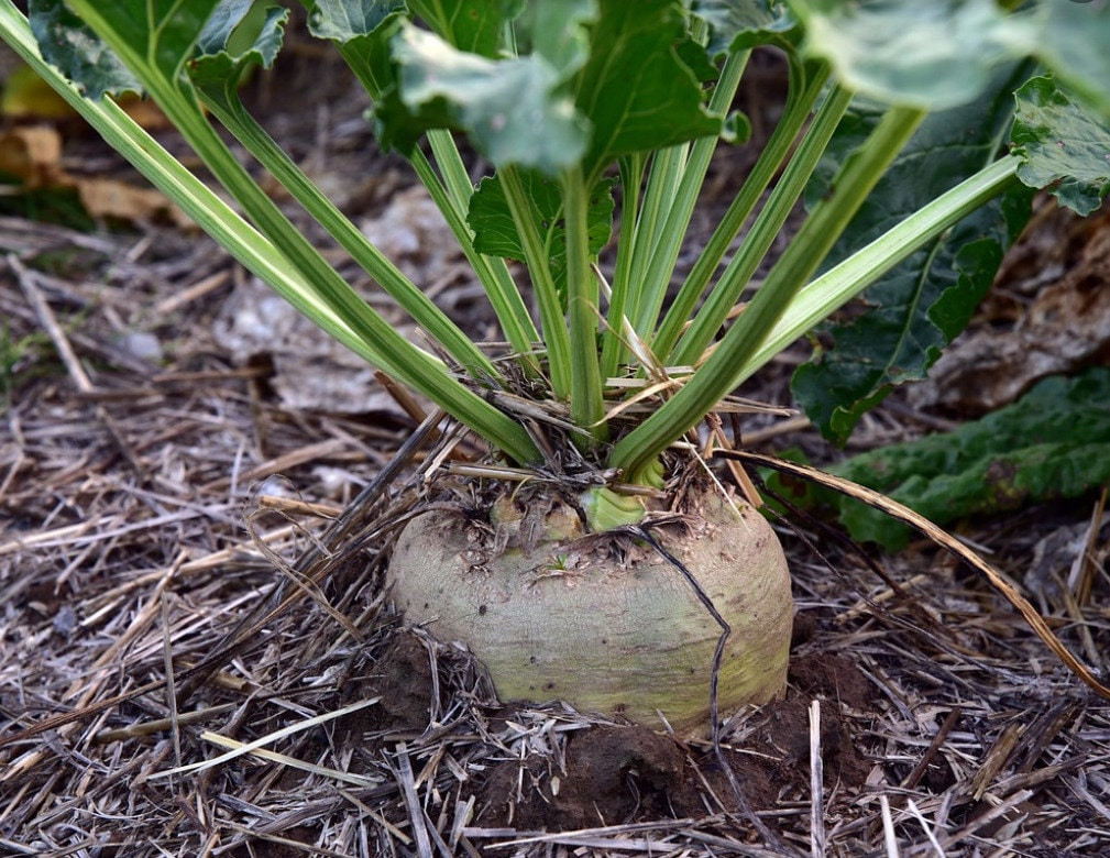 Sugar Beet Seeds beta vulgaris with tracking, Garden Seeds, Heirloom, Non-GMO