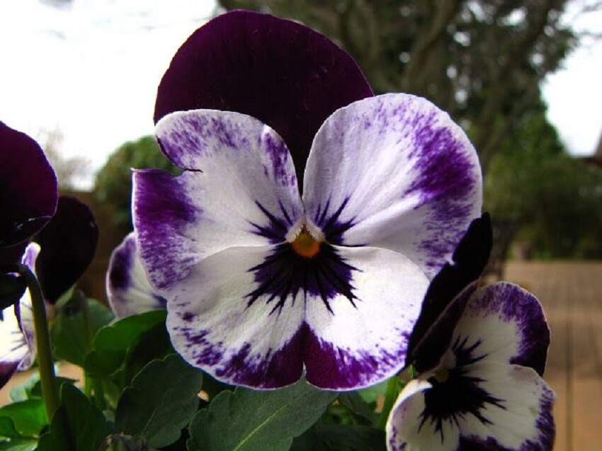 Viola Seeds 25 Penny Mickey Viola Cornuta Seeds
