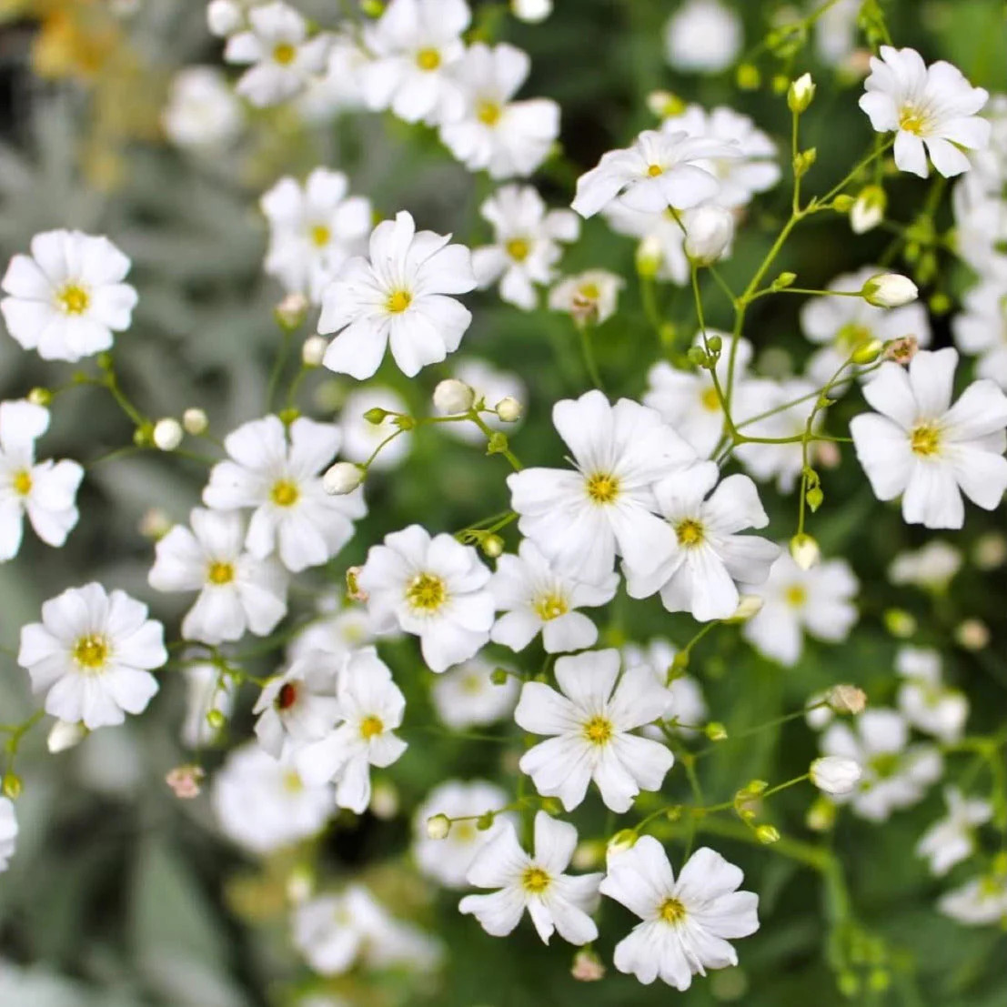 Elegant Baby’s Breath Seeds | Gypsophila Elegans Annual Showy White Flower Seed