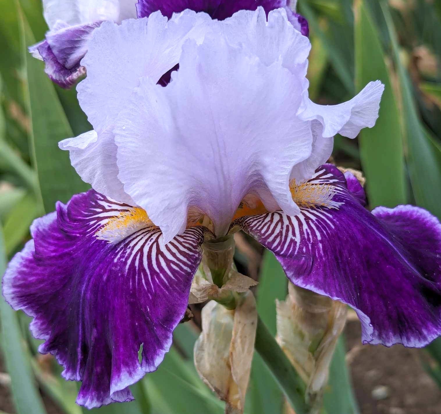 ‘Night Magic’ ﻿ TB Bearded Iris Rhizome PRE-SALE to Ship Aug/Sept