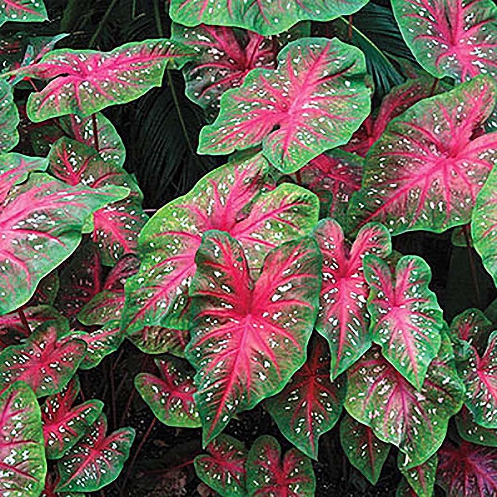 Red Flash Caladium Bulbs – Top Size Bulb – Vibrant Red and Green Foliage – Ha…