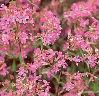 Lychnis viscaria Atropurpurea 1,000 seeds