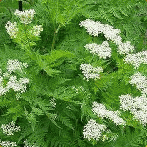 250 Anise Seeds Garden Herb Heirloom