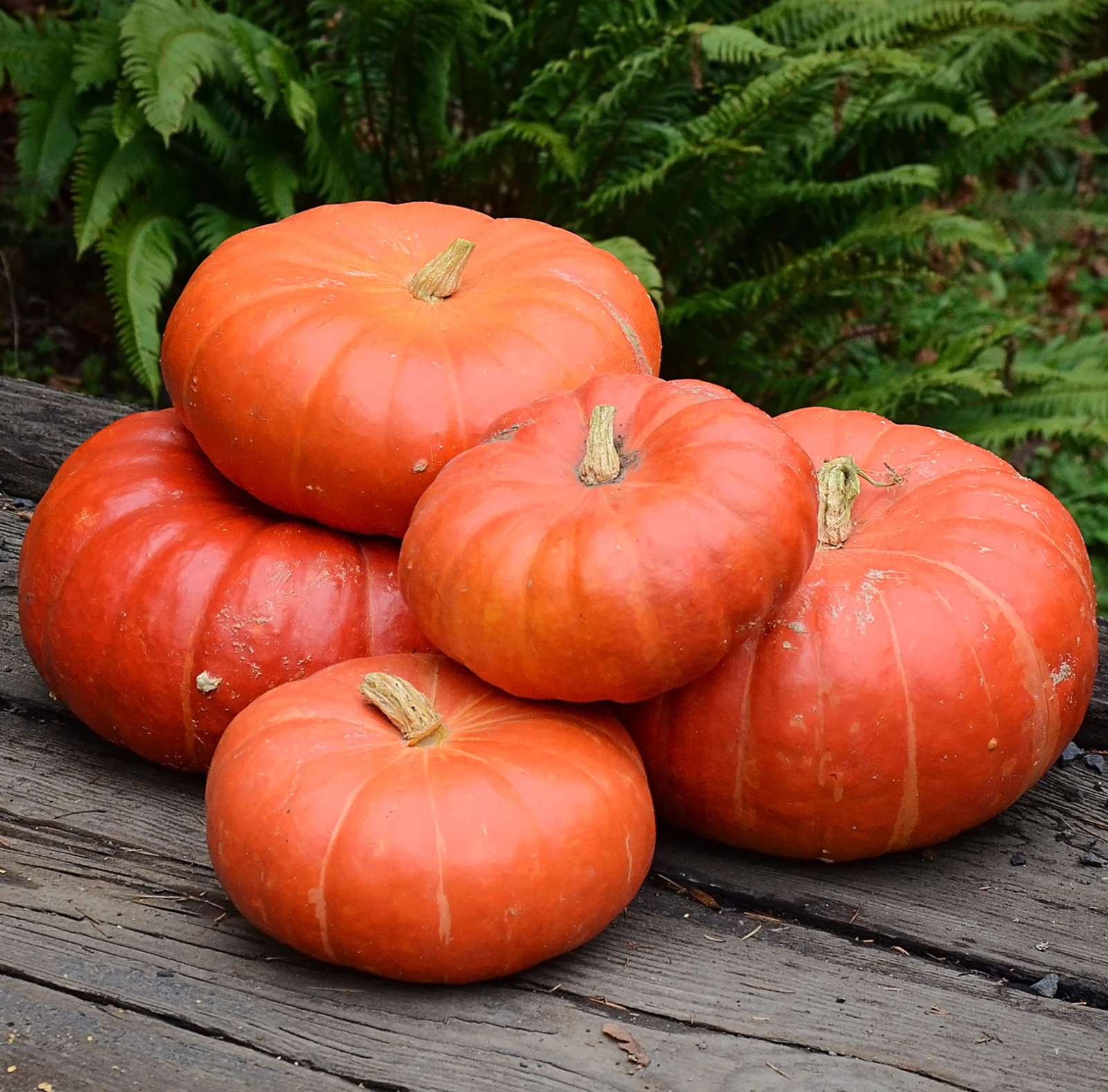 10 Cinderella Pumpkin Seeds — Heirloom – Organic – NON GMO ——— FRESH