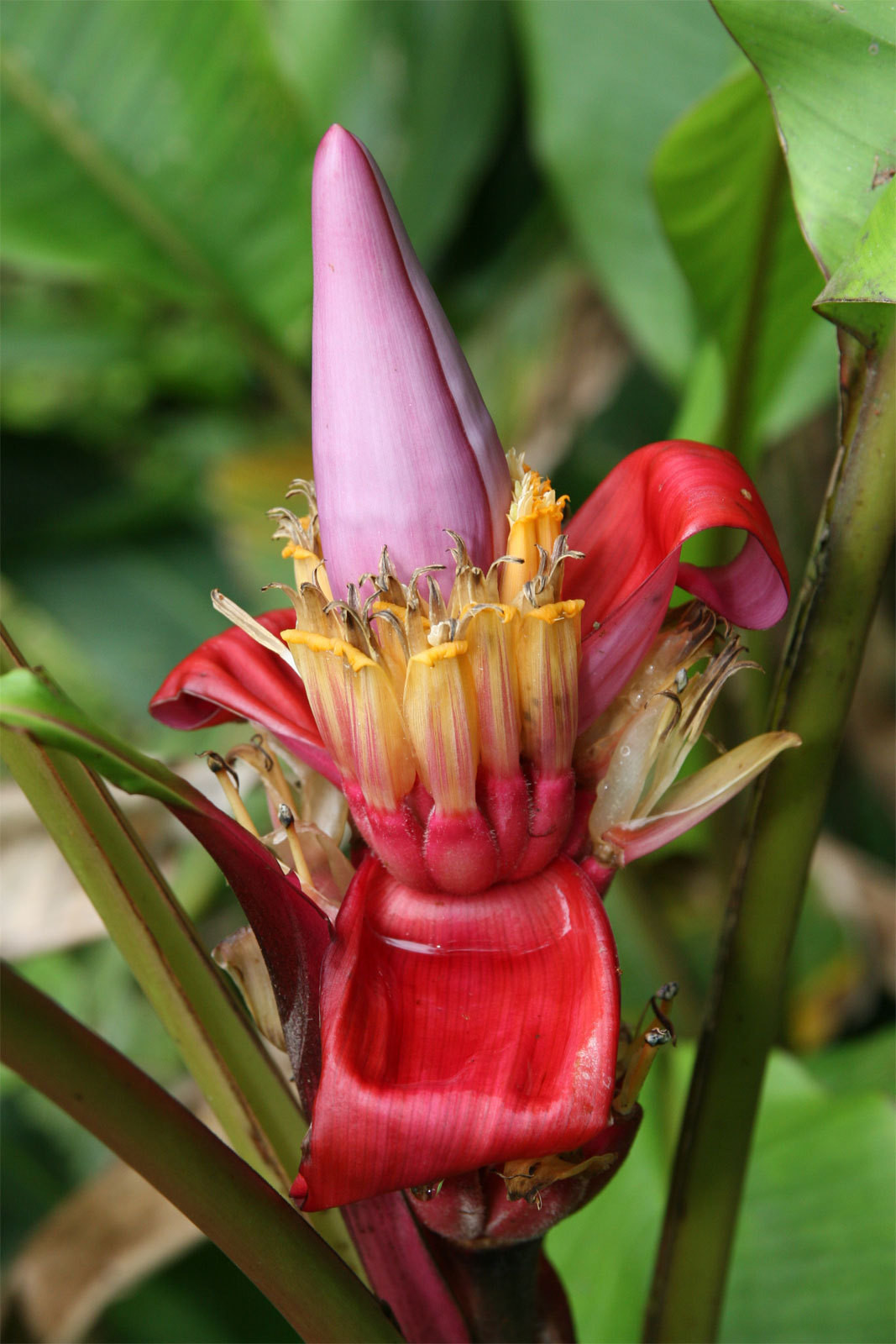 Musa velutina | Hairy Pink Banana | 10_Seeds