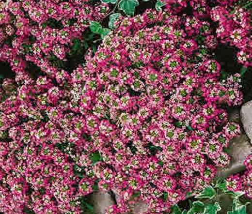 ALYSSUM ROSIE O’DAY Lobularia Maritima – 1,200 Bulk Seeds