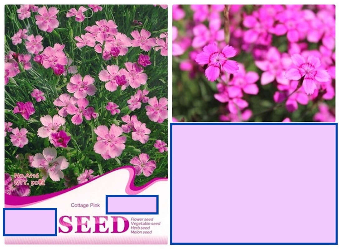 20 SEEDS Cottage Pink Chinese Carnation flower exotic garden plant USA Seller