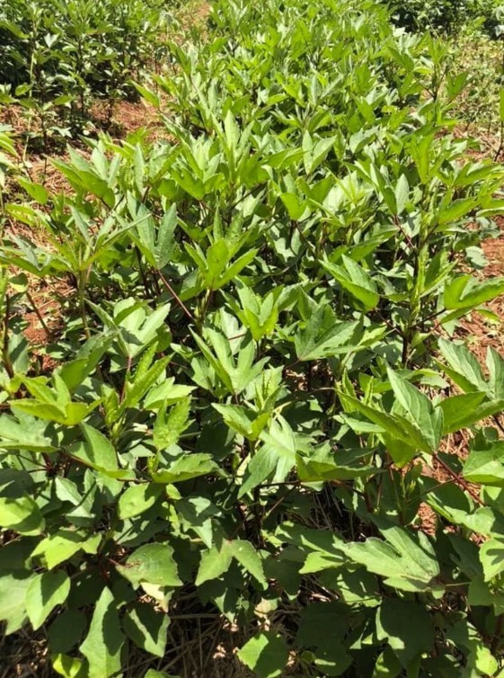 New 2026 Roselle/Gongura/Hibiscus sabdariffa -100Seeds per packet -Free shipping