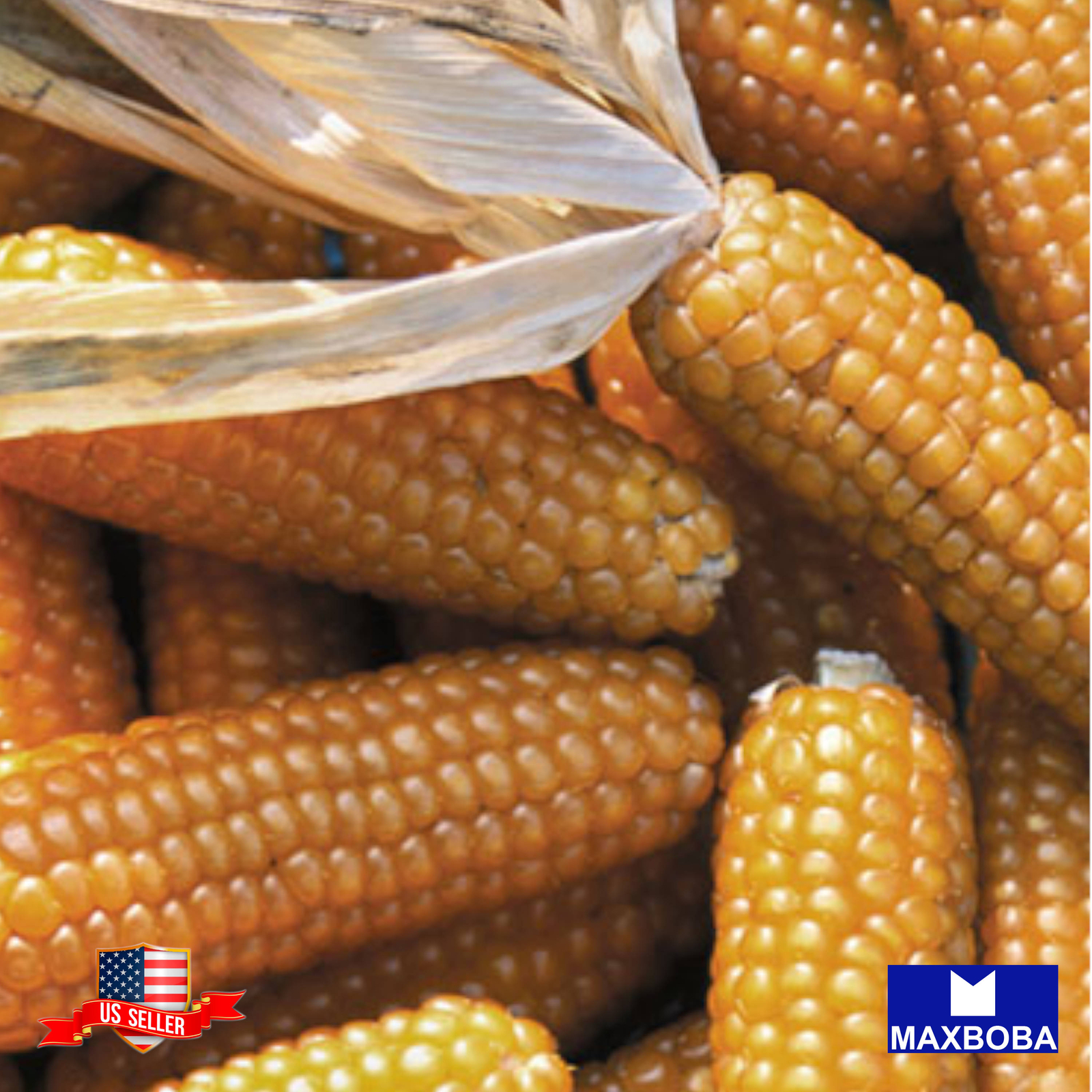 100 Organic Popcorn Yellow Corn Seeds Non-GMO Vegetable BTGO 75% OFF