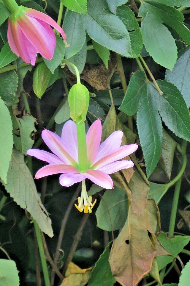 BANANA PASSION FRUIT Seeds *FREE Shipping!* Passiflora mollissima Vine 10+ SEEDS
