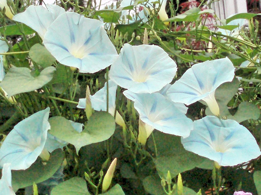 Morning Glory Ipomoea Ismay 10 seeds