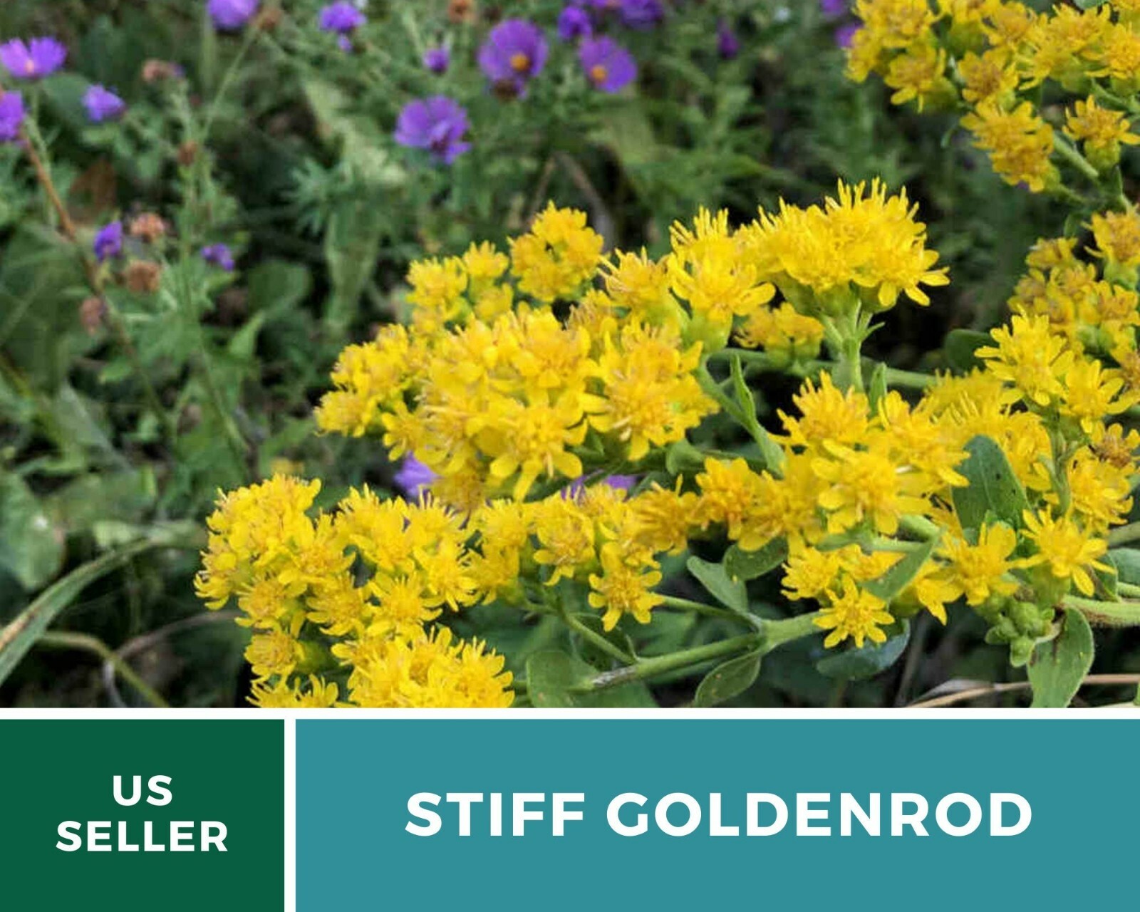Goldenrod, Stiff- 100 Seeds – Pollen source late in the season (Solidago rigida)