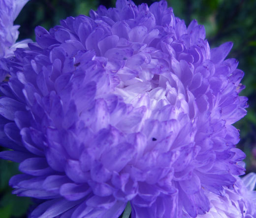 ASTER PAEONY DUCHESS BLUE Callistephus Chinensis – 200 Bulk Seeds