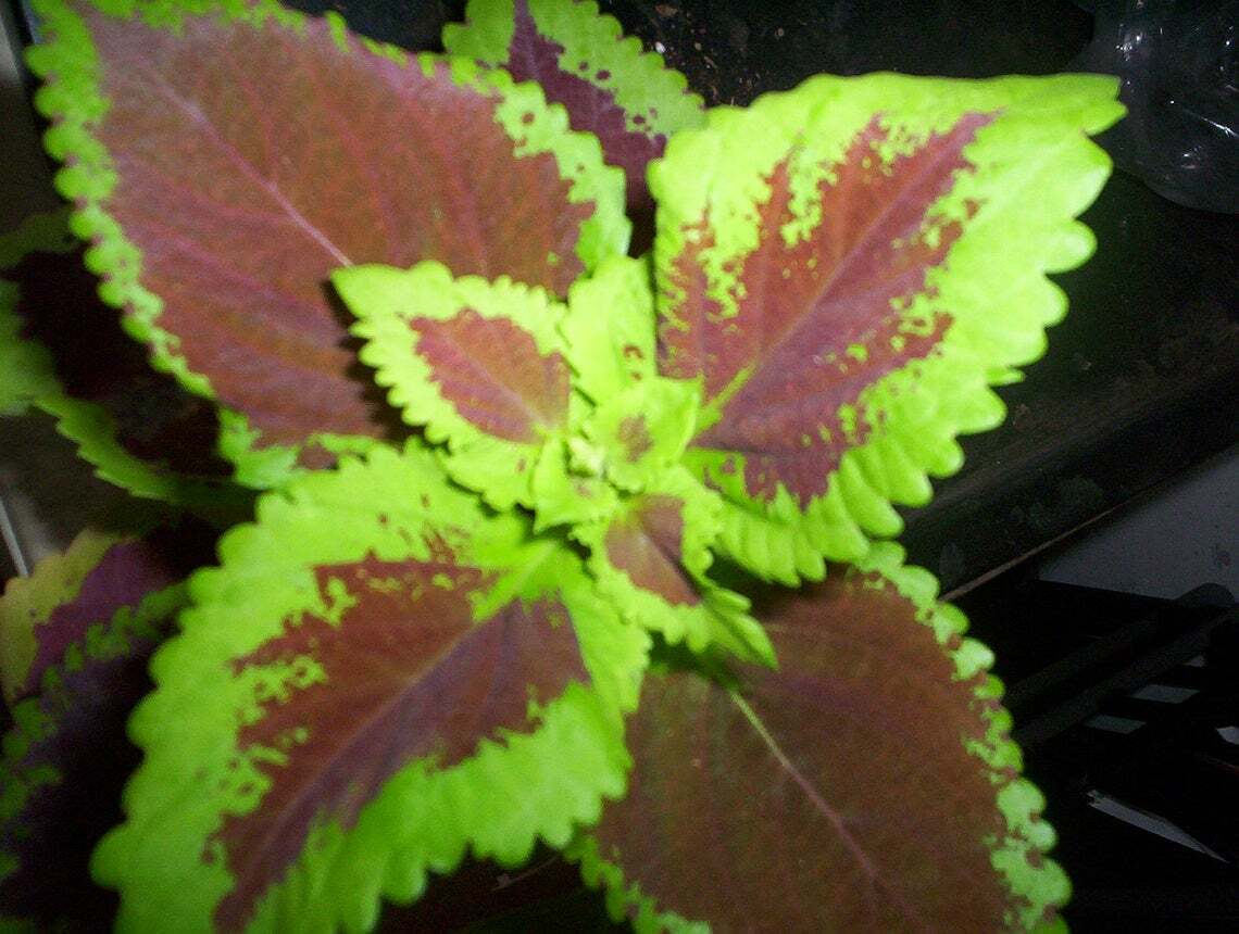 30 SEEDS COLEUS RAINBOW MIX