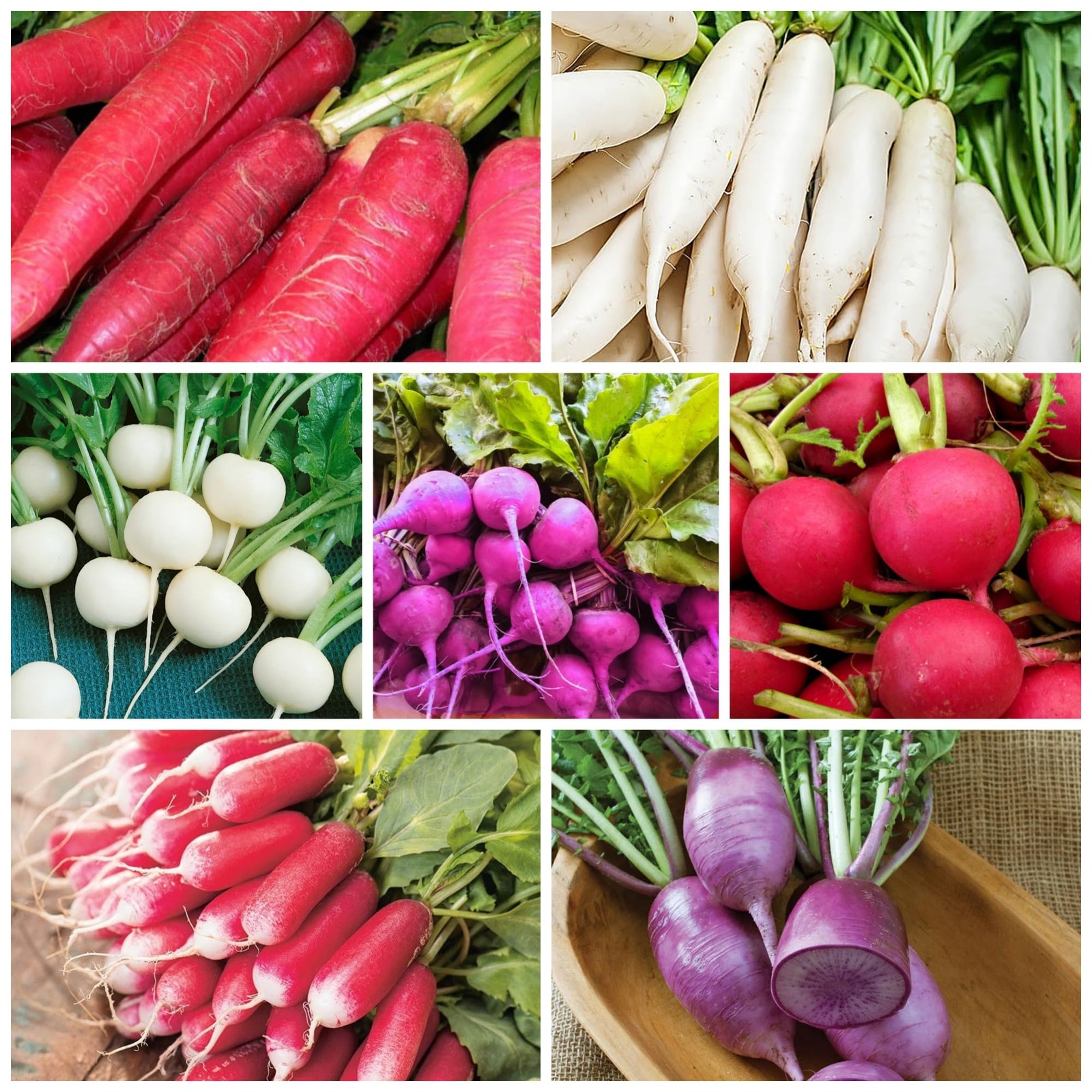 7 Types Radish Seeds Pack for Planting 900+ Including Cherry Belle, Watermelo…