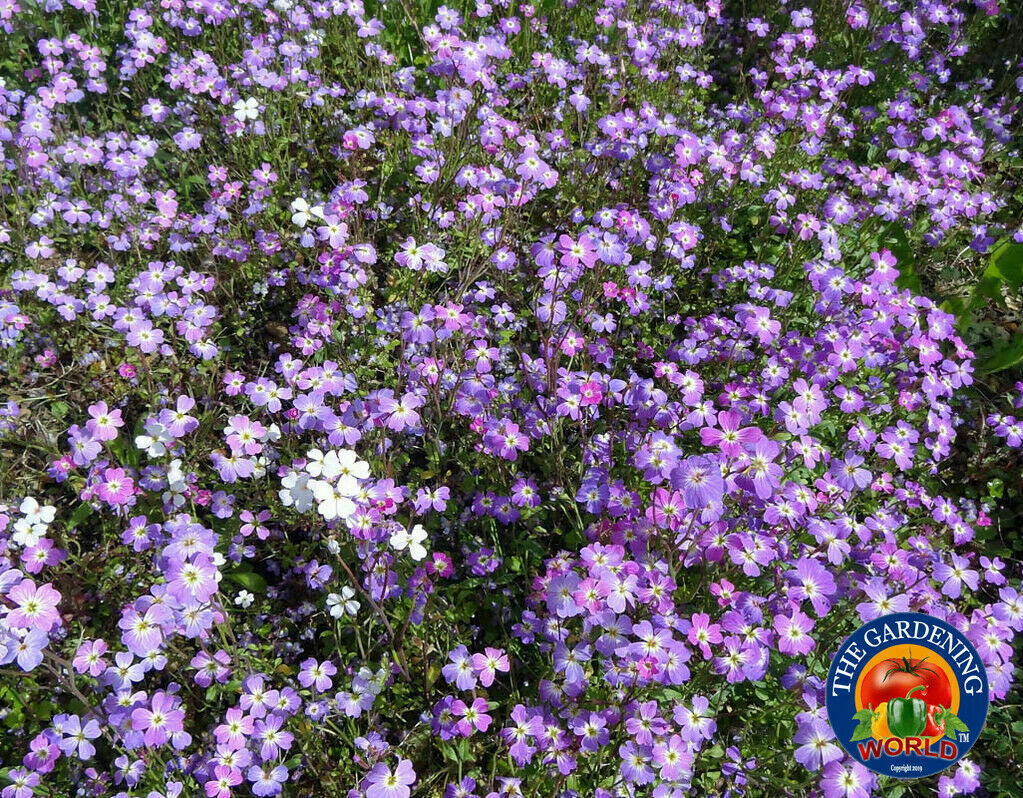 1oz VIRGINIA STOCK Flower Seeds MIX Malcolmia Maritima Fragrant (70,000 Seeds)