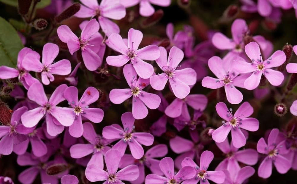 300pcs Pink Rock Soapwort Seeds Groundcover Trailing Container Baskets