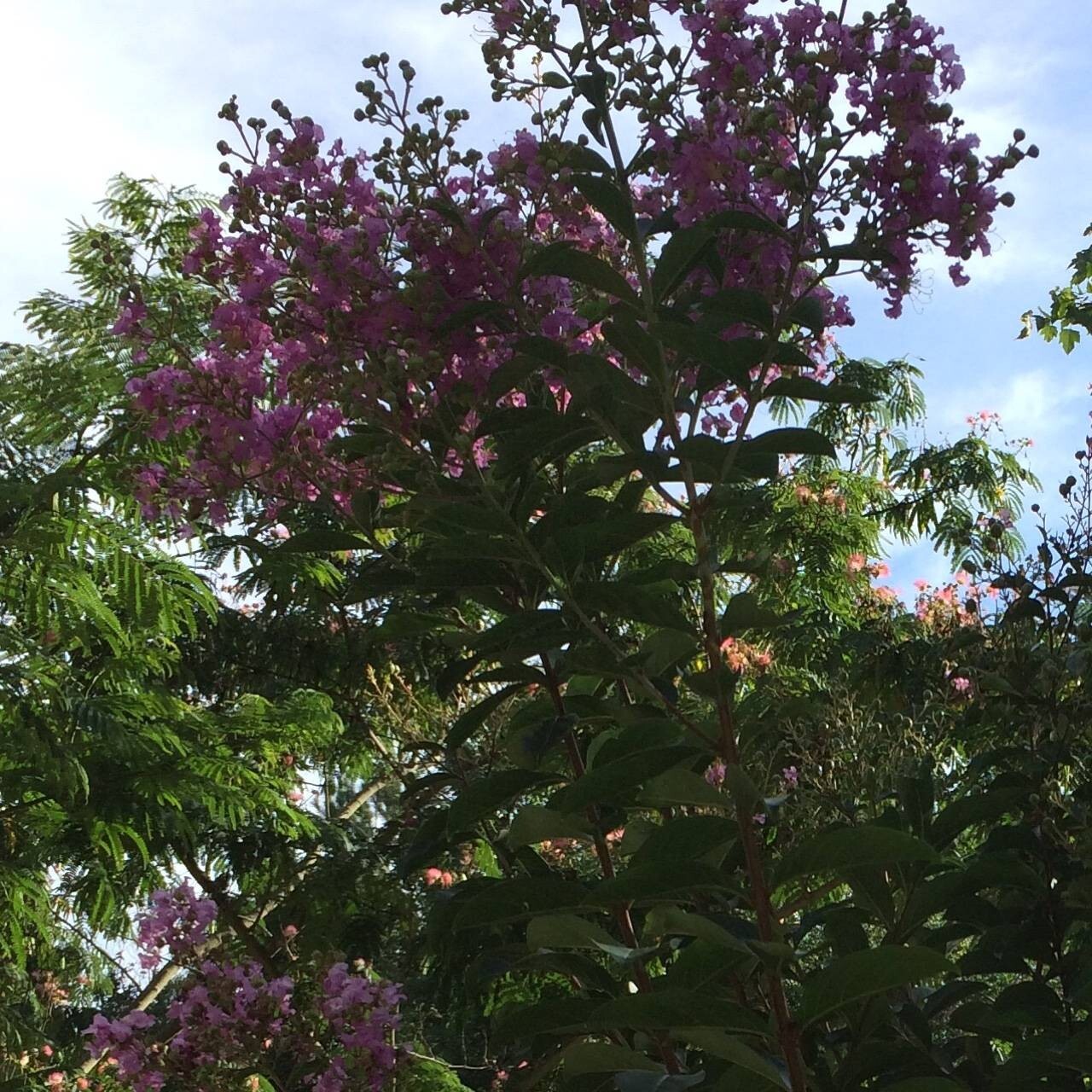 PINK Crepe Myrtle Seeds (Bush/Tree) Over 50 seeds USA Grown