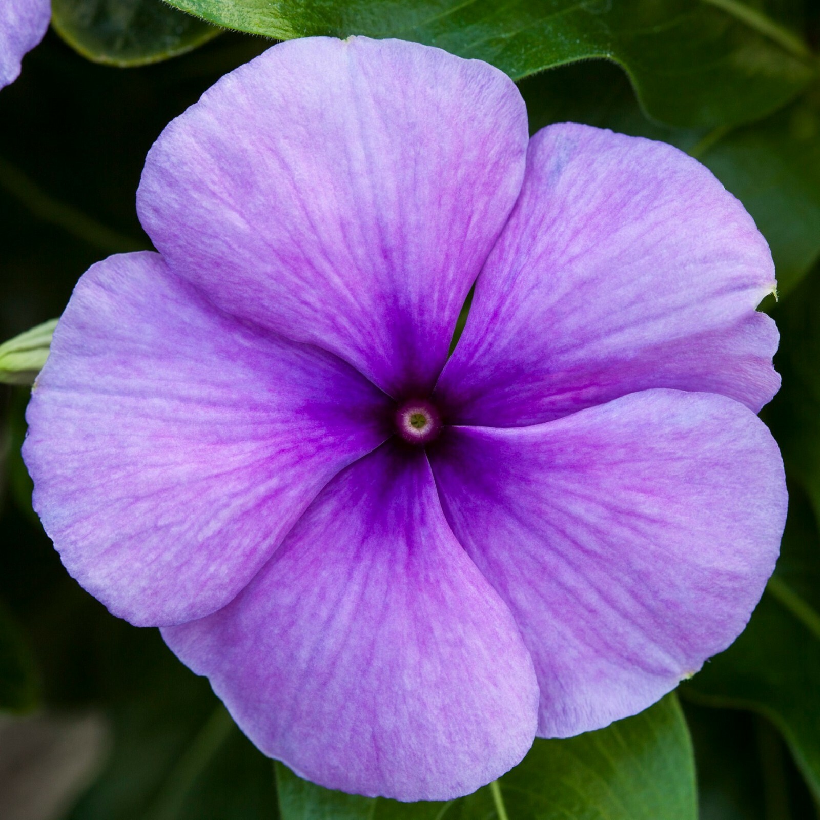 Vinca Seeds Vinca Vitesse Blue 25 Seeds
