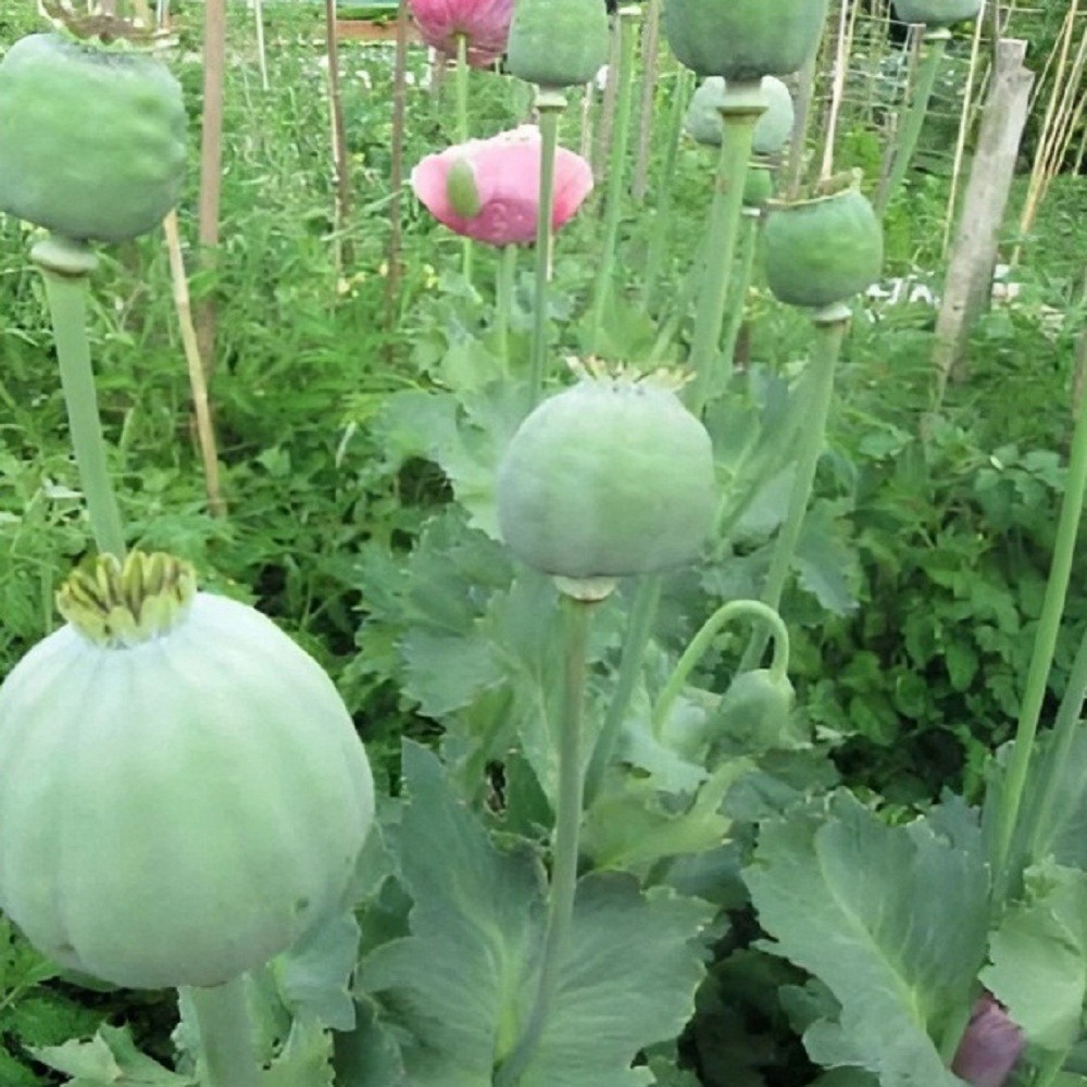 2,500 The Giant Rattle Papavear Somniferum Giganteum Poppy Seeds 2025 Harvest