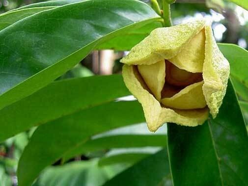 Annona muricata | Soursop | Dutch Durian | Guanabana | 5_Seeds