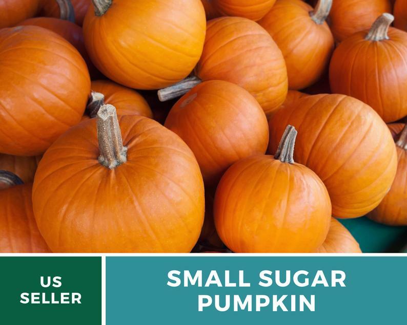 Pumpkin, Small Sugar – 15 Heirloom Seeds – GMO Free (Cucurbita pepo)
