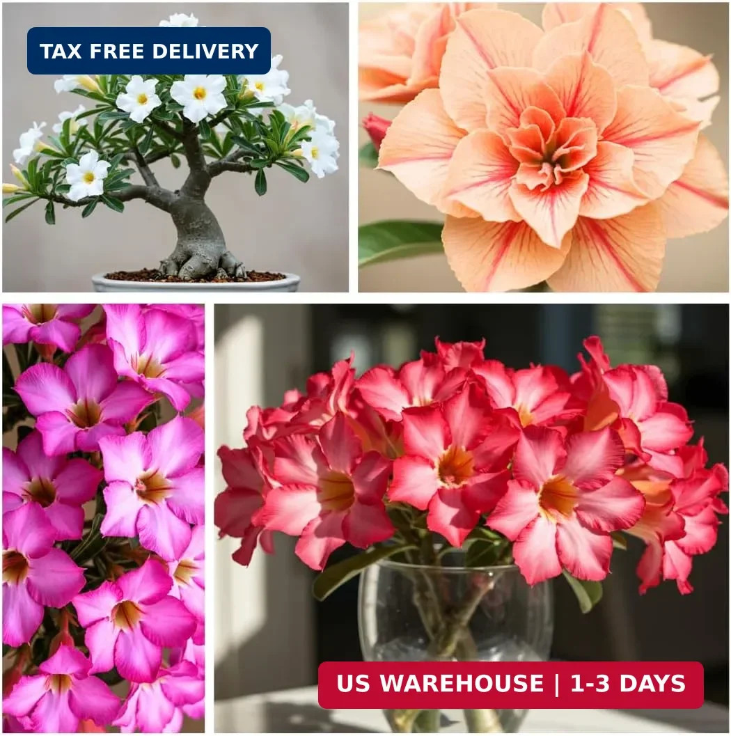 20 Mixed Color Desert Rose Seeds to Grow | 20 Seeds | Adenium Obesum Seeds to Gr