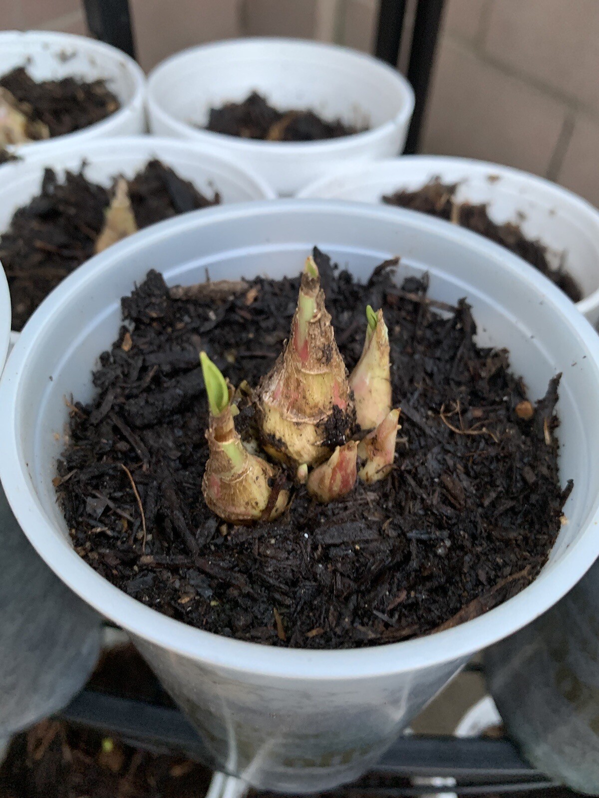 2 Bulbs 2/3 Baby’s Or+ S/M Mixed Rooted & Sprouted Tuberose Bulbs Ready To Plant