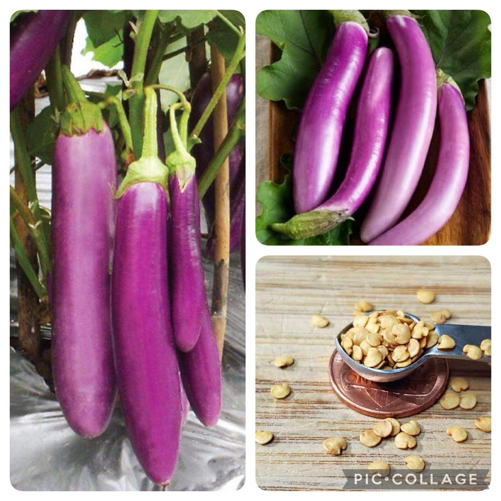 20+ SEEDS Long Purple Eggplant | Talong SEEDS for Planting | NON-GMO