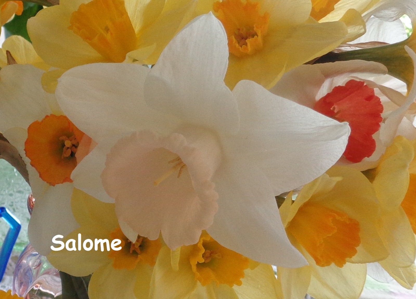 20 DAFFODIL BULBS ~ SALOME Pink White Narcissus Jonquils FromMyGarden*PlsREAD