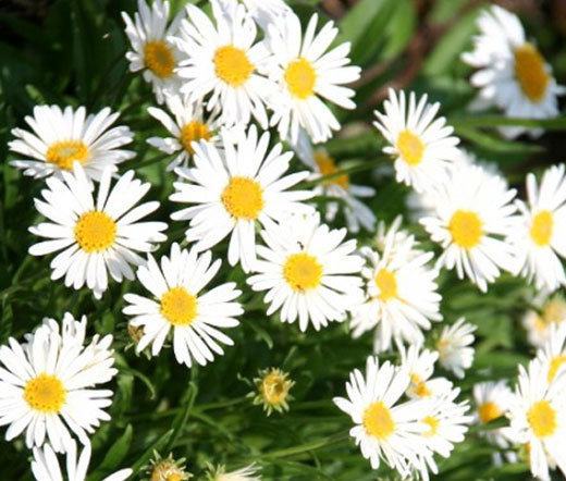 ASTER ALPINE WHITE Aster Alpinus – 250 Bulk Seeds