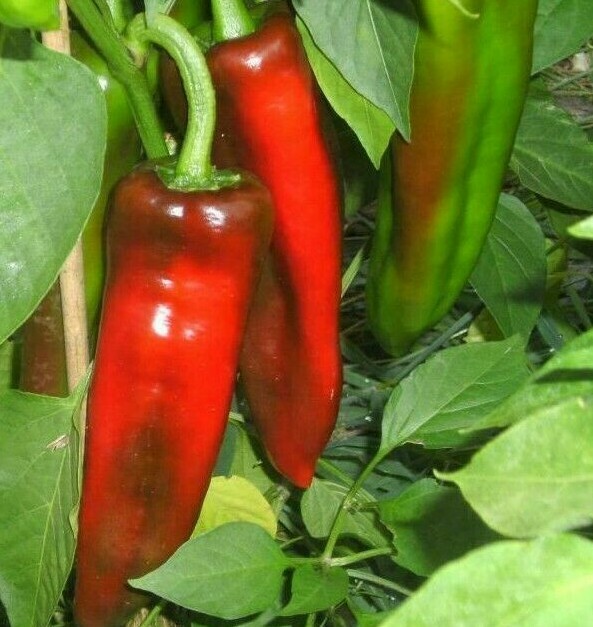 MARCONI PEPPER SEEDS 30+ SEEDS rare SWEET pepper ITALIAN CUISINE FREE SHIPPING