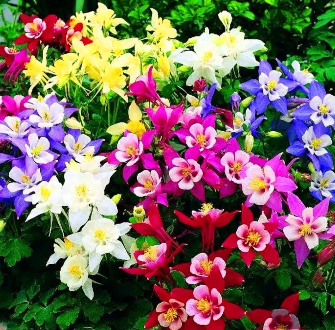 Columbine 250 Seeds McKana Giant Hybrids Aquilegia vulgaris Dwarf Granny’sBonnet