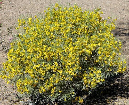 Cassia artemisioides SILVER SENNA Yellow flowers SEEDS!