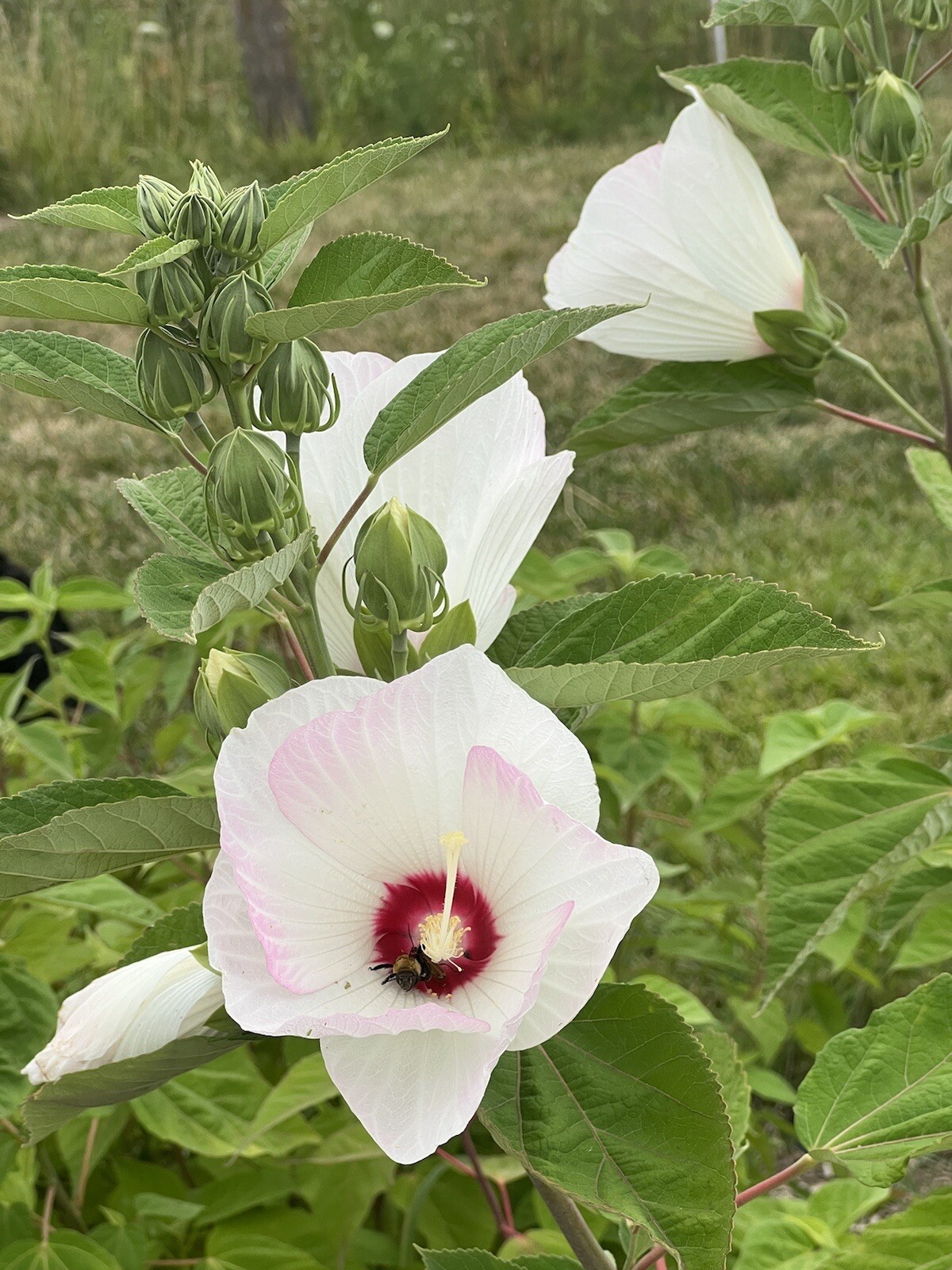 Hibiscus, Giant Hardy Hibiscus Seeds 25+/Packet Mixed Colors, Dinner Plate Sized