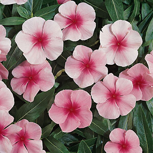 Vinca Mediterranean XP Strawberry 250 seeds