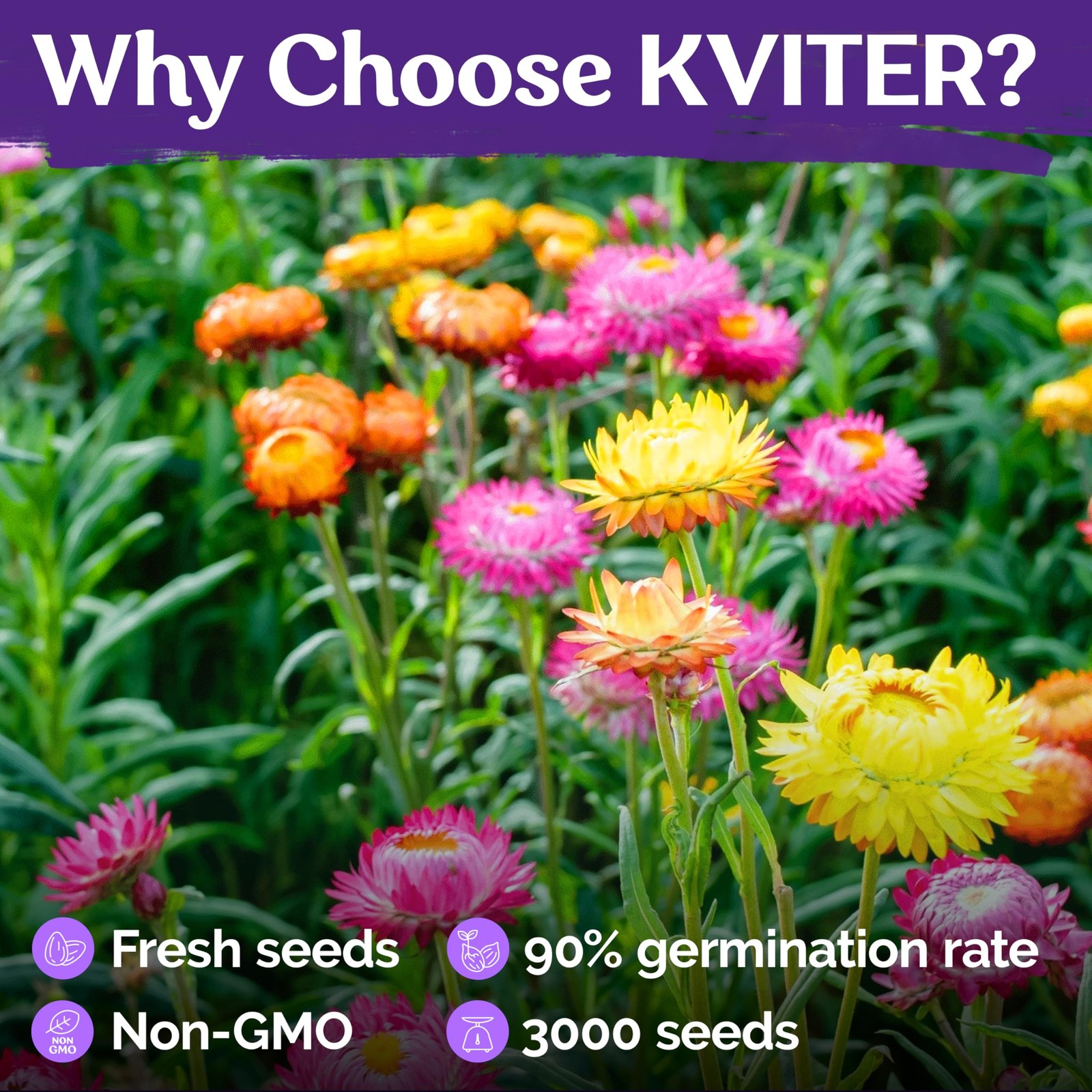 KVITER 3,000 Tall Mix Strawflower Seeds (Helichrysum Bracteatum), 2 Pack