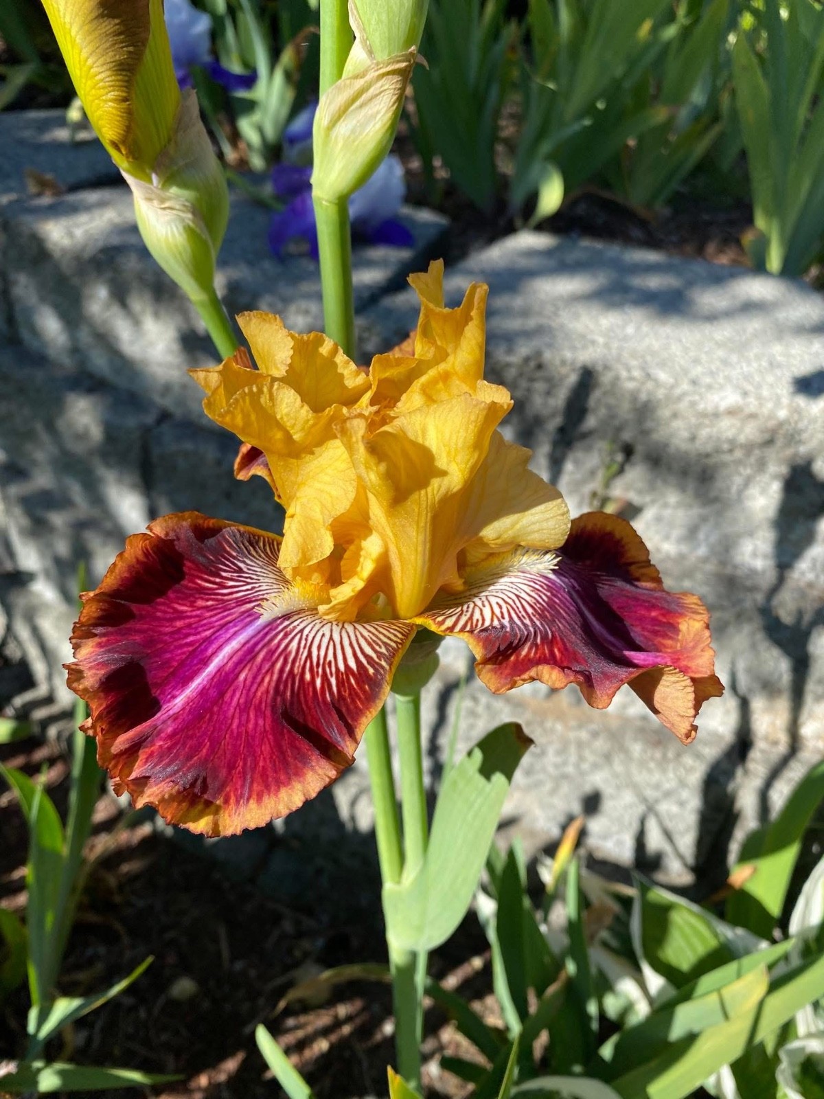 20 tall bearded iris rhizomes